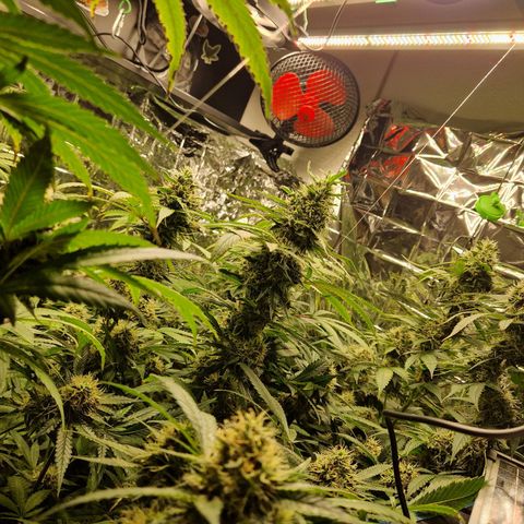 Critical "BigMama" #1 growlog timeline photo