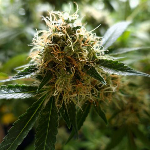 Critical "BigMama" #5 growlog timeline photo