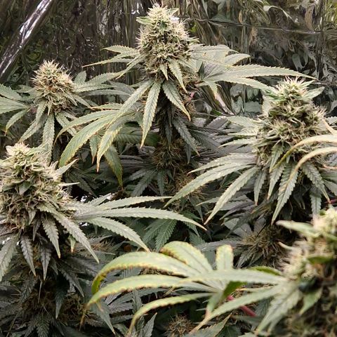 Critical "BigMama" #5 growlog timeline photo