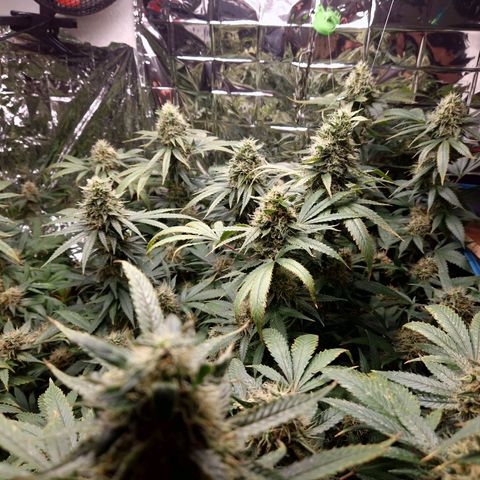 Critical "BigMama" #5 growlog timeline photo