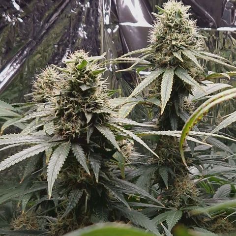 Critical "BigMama" #5 growlog timeline photo