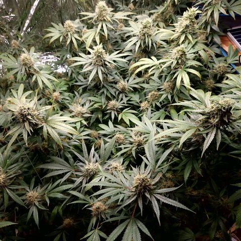 Critical "BigMama" #5 growlog timeline photo