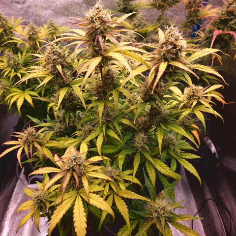 Wedding Cake 🍰 growlog timeline photo