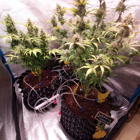 Wedding Cake 🍰 growlog timeline photo