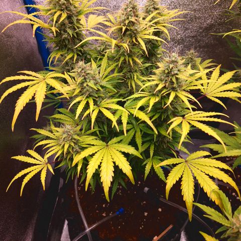 Wedding Cake 🍰 growlog timeline photo