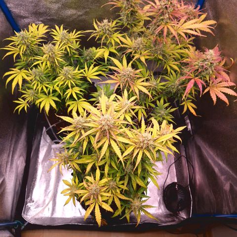 Wedding Cake 🍰 growlog timeline photo