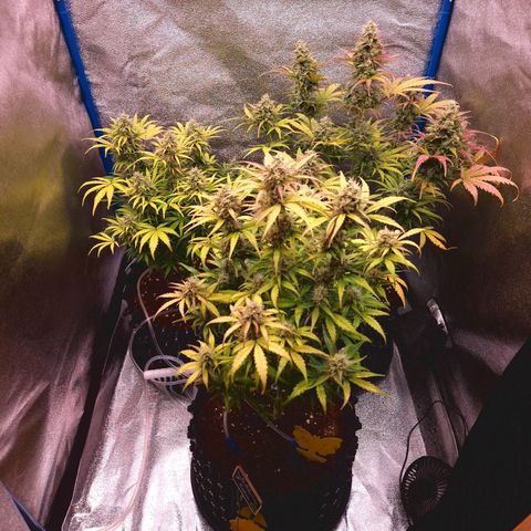 Wedding Cake 🍰 growlog timeline photo