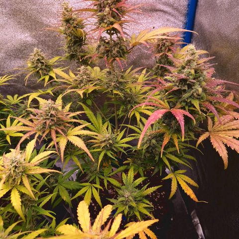 Wedding Cake 🍰 growlog timeline photo