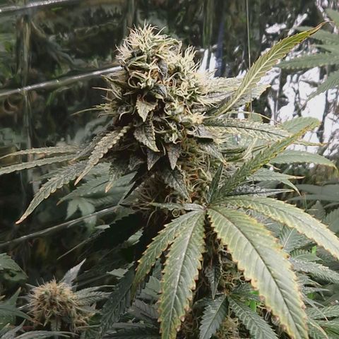 Critical "BigMama" #5 growlog timeline photo