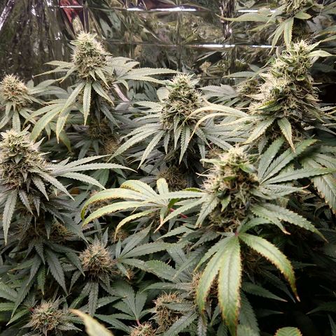 Critical "BigMama" #5 growlog timeline photo