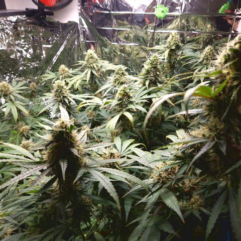 Critical "BigMama" #5 growlog timeline photo