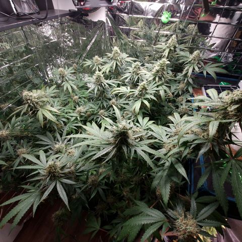 Critical "BigMama" #5 growlog timeline photo
