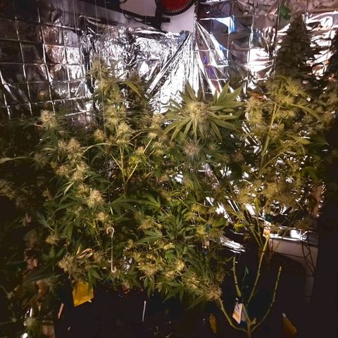 Critical "BigMama" #5 growlog timeline photo