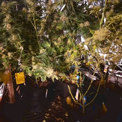 Critical "BigMama" #5 growlog timeline photo