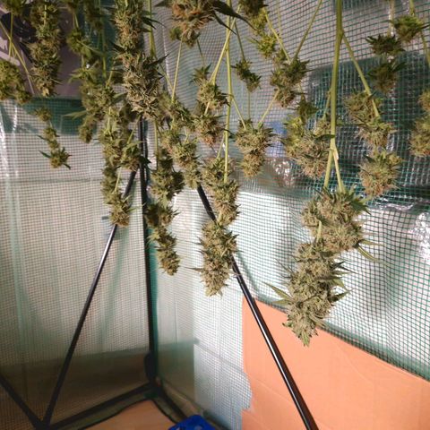 Critical "BigMama" #5 growlog timeline photo