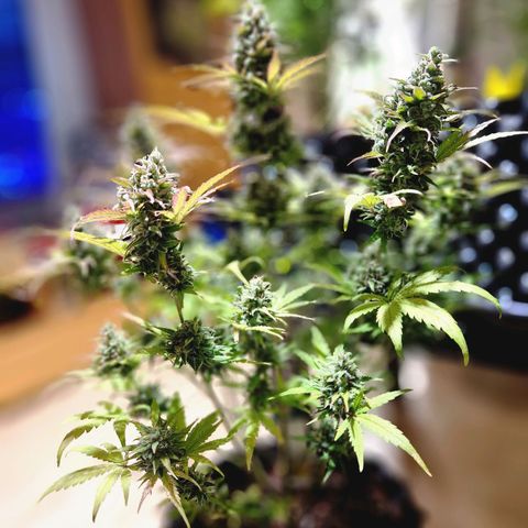 Apple Fritter 🍎 growlog timeline photo