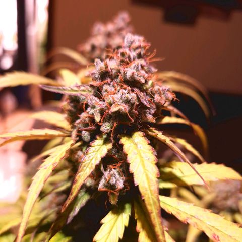 Wedding Cake 🍰 growlog timeline photo