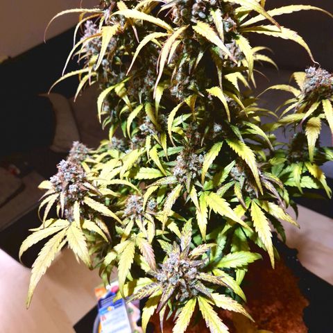 Wedding Cake 🍰 growlog timeline photo