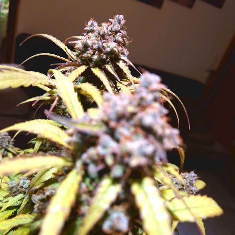 Wedding Cake 🍰 growlog timeline photo