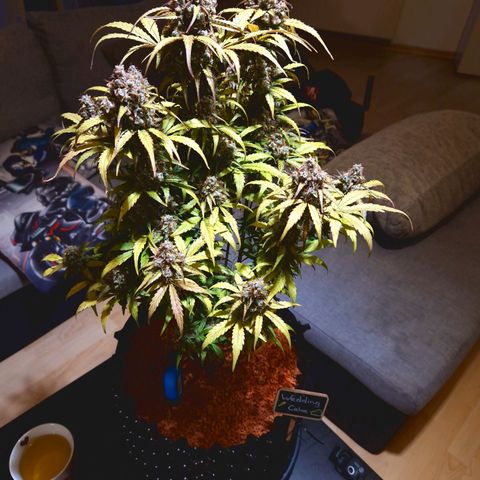 Wedding Cake 🍰 growlog timeline photo