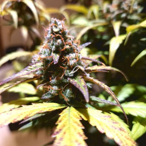 Wedding Cake 🍰 growlog timeline photo