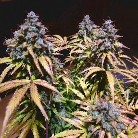 Bubble Kush 💦 growlog timeline photo