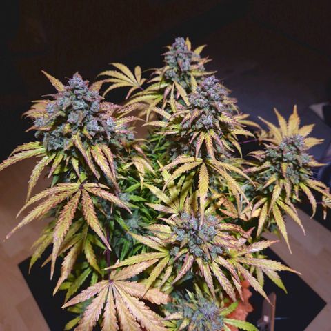 Bubble Kush 💦 growlog timeline photo