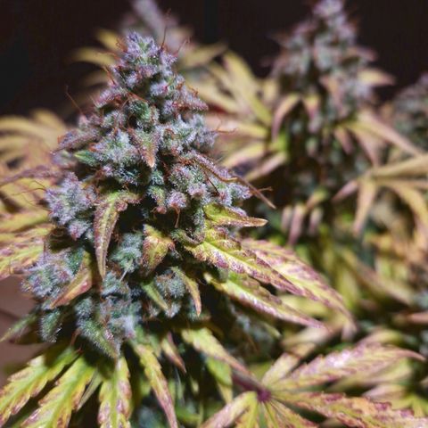 Bubble Kush 💦 growlog timeline photo