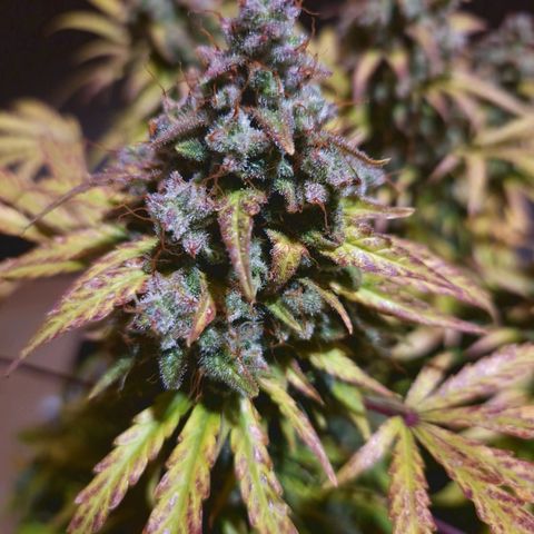 Bubble Kush 💦 growlog timeline photo