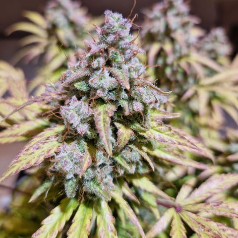 Bubble Kush 💦 growlog timeline photo