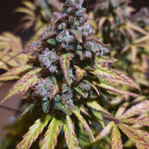 Bubble Kush 💦 growlog timeline photo