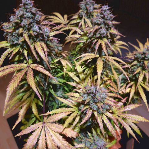 Bubble Kush 💦 growlog timeline photo