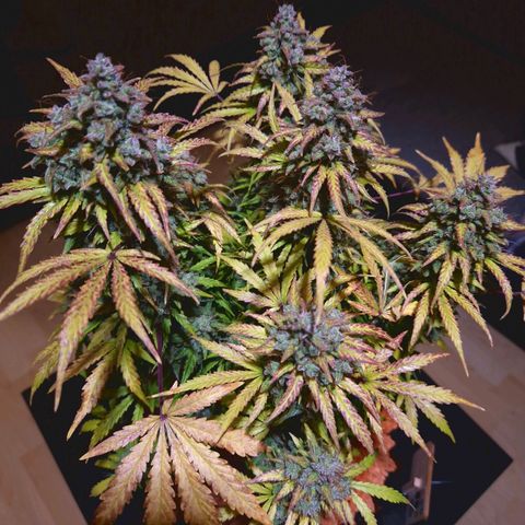 Bubble Kush 💦 growlog timeline photo