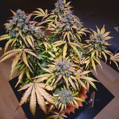 Bubble Kush 💦 growlog timeline photo