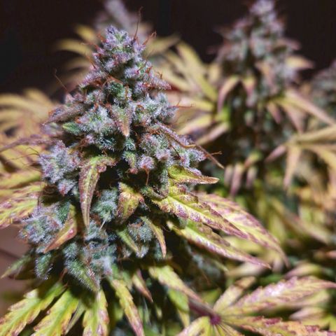 Bubble Kush 💦 growlog timeline photo