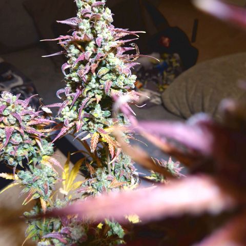 Apple Fritter 🍎 growlog timeline photo
