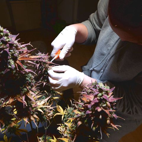 Apple Fritter 🍎 growlog timeline photo