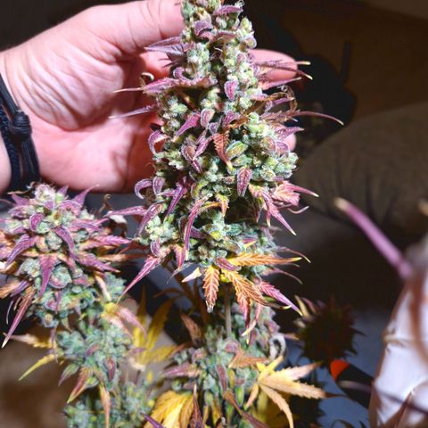Apple Fritter 🍎 growlog timeline photo