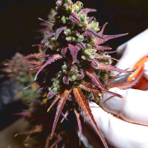 Apple Fritter 🍎 growlog timeline photo