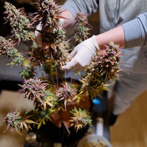 Apple Fritter 🍎 growlog timeline photo