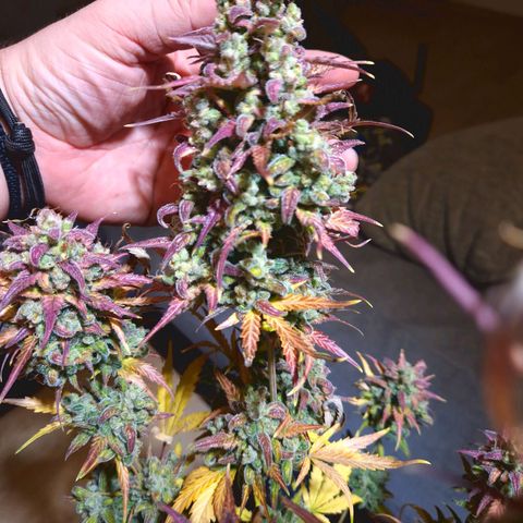 Apple Fritter 🍎 growlog timeline photo