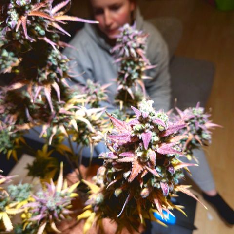 Apple Fritter 🍎 growlog timeline photo