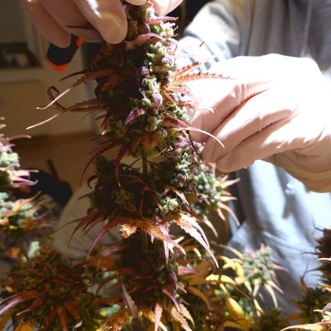 Apple Fritter 🍎 growlog timeline photo