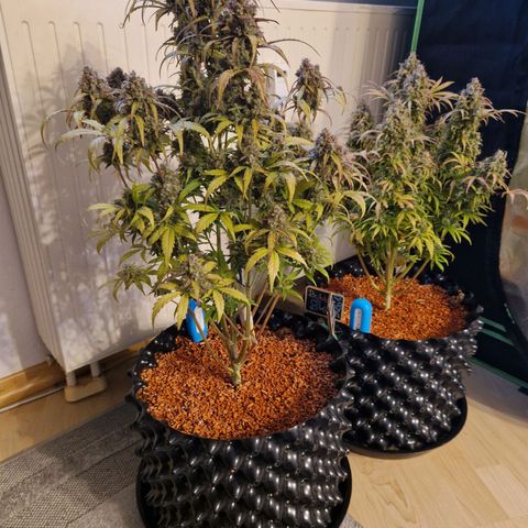 Wedding Cake 🍰 growlog timeline photo