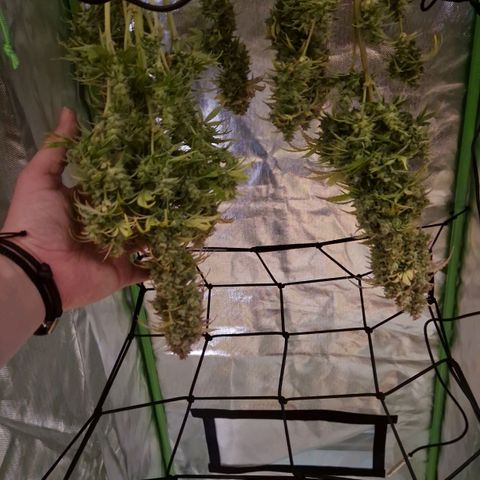 Wedding Cake 🍰 growlog timeline photo