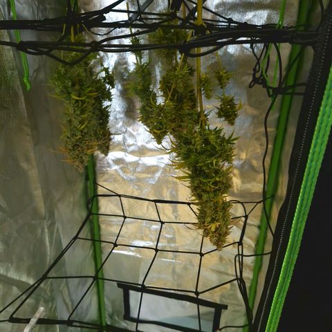 Wedding Cake 🍰 growlog timeline photo