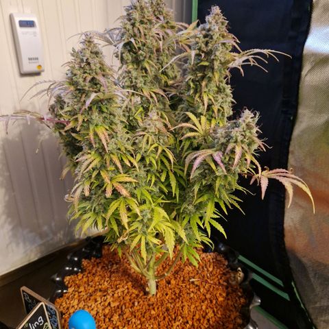 Wedding Cake 🍰 growlog timeline photo