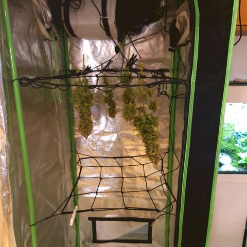 Wedding Cake 🍰 growlog timeline photo