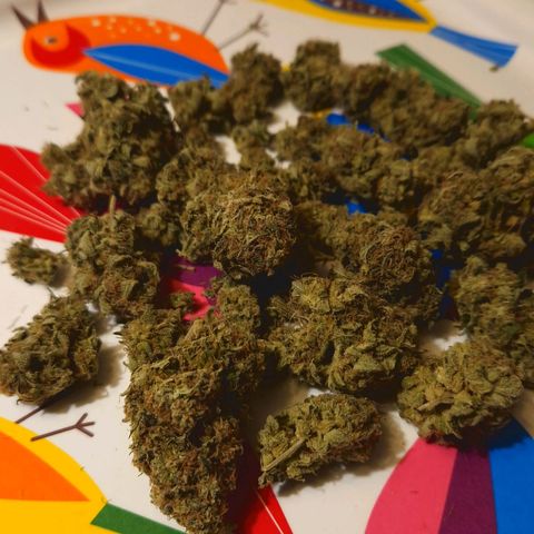 Critical Pheno#2//Mutter growlog timeline photo