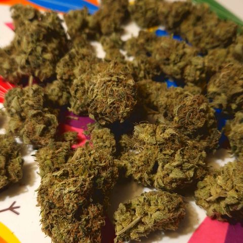Critical Pheno#2//Mutter growlog timeline photo